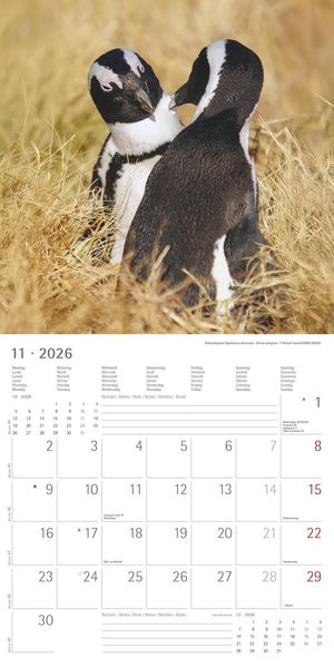 Pinguine 2026 - Broschürenkalender 30x30 cm (30x60 geöffnet) - Kalender mit Platz für Notizen - Penguins - Bildkalender - Wandplaner - Wandkalender