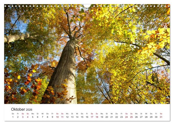 Produktbild: Im Deutschen Wald (Wandkalender 2026 DIN A3 quer), CALVENDO Monatskalender