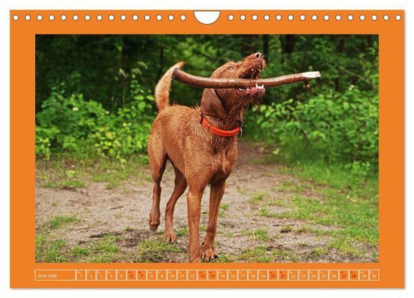 Produktbild: Faszination Magyar Vizsla (Wandkalender 2026 DIN A4 quer), CALVENDO Monatskalender