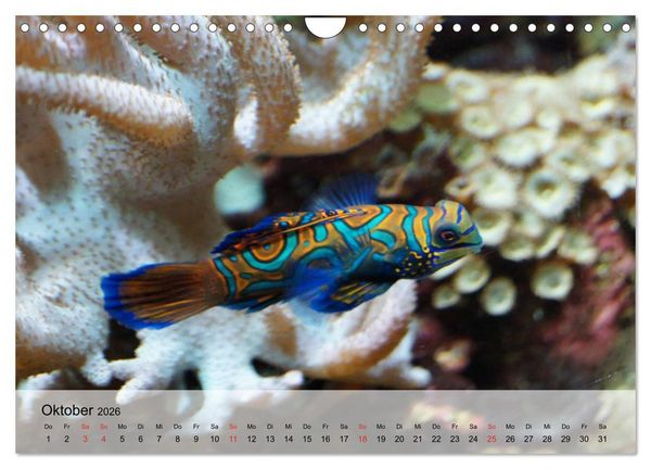 Produktbild: In der Meerestiefe. Fische und Korallen im ewigen Blau (Wandkalender 2026 DIN A4 quer), CALVENDO Monatskalender