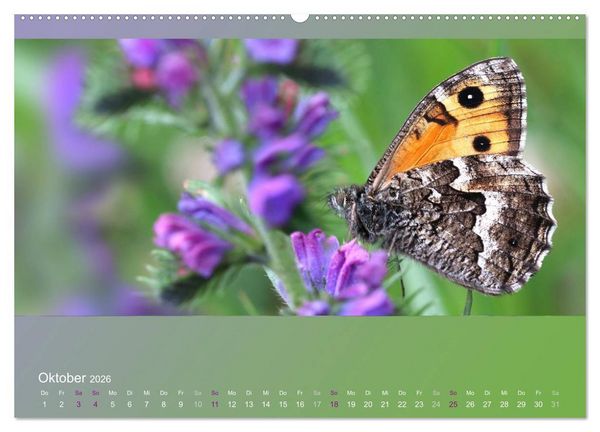 Produktbild: Falter, K&auml;fer und Co.faszinierend, doch extrem gef&auml;hrdet (Wandkalender 2026 DIN A2 quer), CALVENDO Monatskalender