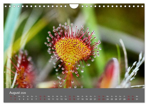 Produktbild: Wahner Heide - Aussichten und Begegnungen (Wandkalender 2026 DIN A4 quer), CALVENDO Monatskalender