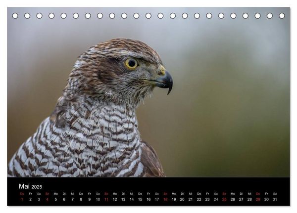 Falknerei Der Habicht (Tischkalender 2025 DIN A5 quer), CALVENDO Monatskalender