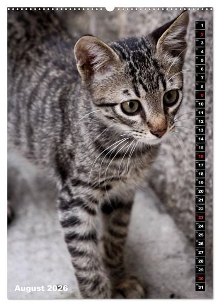Produktbild: Istanbuls Katzen (Wandkalender 2026 DIN A2 hoch), CALVENDO Monatskalender
