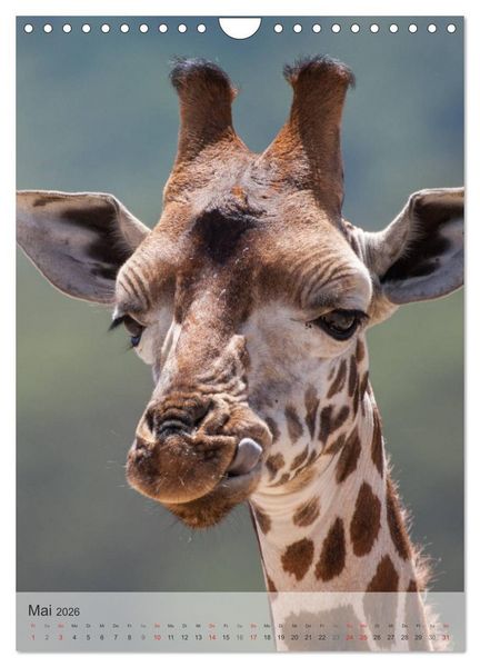 Produktbild: Emotionale Momente: Giraffen, die h&ouml;chsten Tiere der Welt. (Wandkalender 2026 DIN A4 hoch), CALVENDO Monatskalender