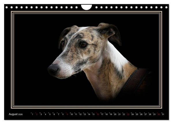 Produktbild: Galgo Espa&ntilde;ol 2026- Der spanische Windhund (Wandkalender 2026 DIN A4 quer), CALVENDO Monatskalender