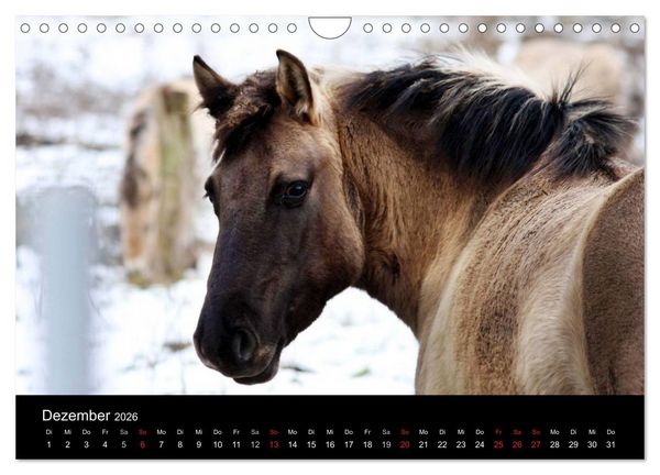 Produktbild: Faszination Pferde (Wandkalender 2026 DIN A4 quer), CALVENDO Monatskalender
