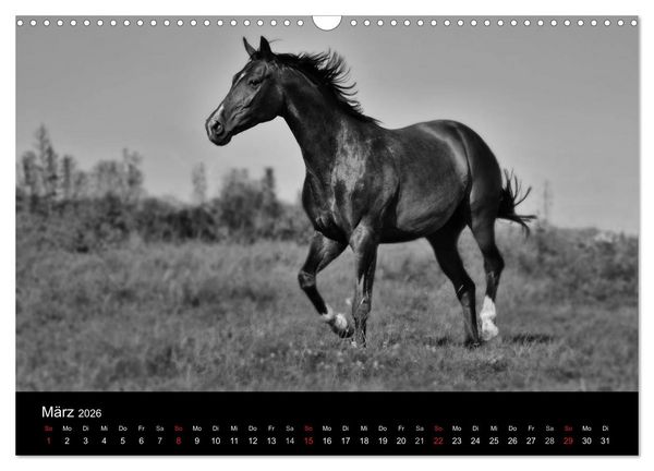 Produktbild: Pferde 2026 Wild Thing (Wandkalender 2026 DIN A3 quer), CALVENDO Monatskalender