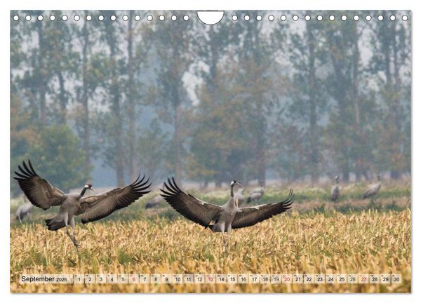 Produktbild: Kraniche auf dem Weg nach S&uuml;den (Wandkalender 2026 DIN A4 quer), CALVENDO Monatskalender