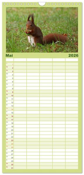Produktbild: Familienplaner 2026 - Das heimliche Leben der Eichh&ouml;rnchen mit 5 Spalten (Wandkalender, 21 x 45 cm) CALVENDO