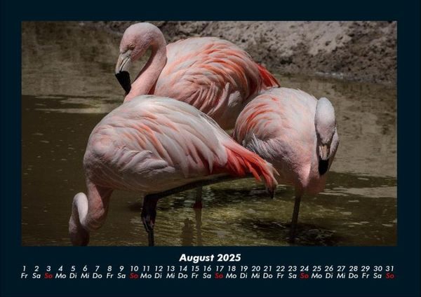 Produktbild: Vogelparadies 2025 Fotokalender DIN A4