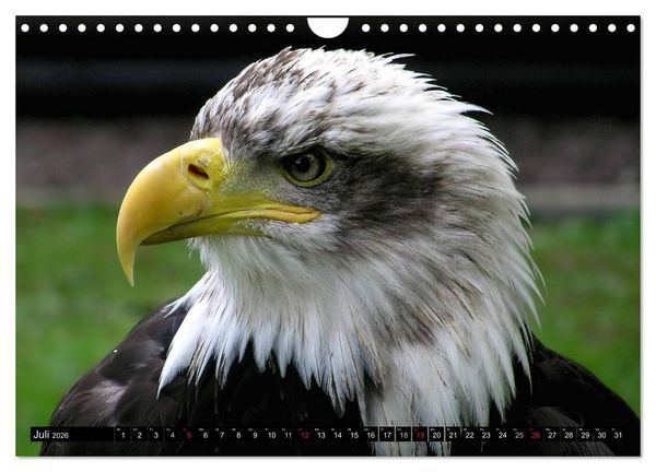 Produktbild: Greifv&ouml;gel (Wandkalender 2026 DIN A4 quer), CALVENDO Monatskalender