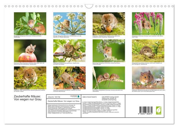 Produktbild: Zauberhafte M&auml;use: Von wegen nur Grau (Wandkalender 2026 DIN A3 quer), CALVENDO Monatskalender
