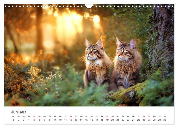 Produktbild: Eleganz in Pelz - ein Maine Coon - Kalender (Wandkalender 2027 DIN A3 quer), CALVENDO Monatskalender