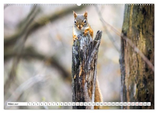 Produktbild: Eichh&ouml;rnchen - Kleine Tiere mit gro&szlig;em Charakter (hochwertiger Premium Wandkalender 2027 DIN A2 quer), Kunstdruck in Hochglanz