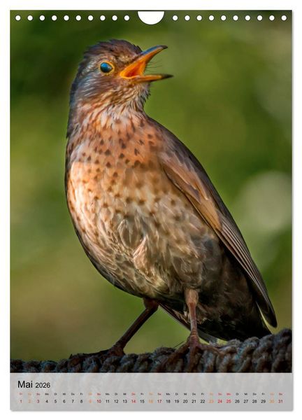 Produktbild: V&ouml;gel - gefiederte Freunde in unserer Natur (Wandkalender 2026 DIN A4 hoch), CALVENDO Monatskalender