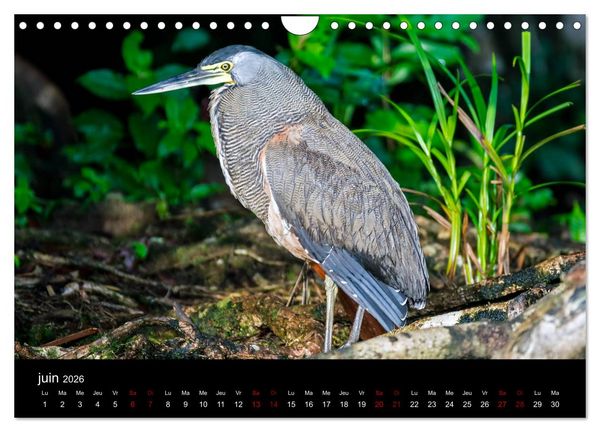 Produktbild: Costa Rica Paradis de la Biodiversit&eacute; (Calendrier mural 2026 DIN A4 vertical), CALVENDO calendrier mensuel
