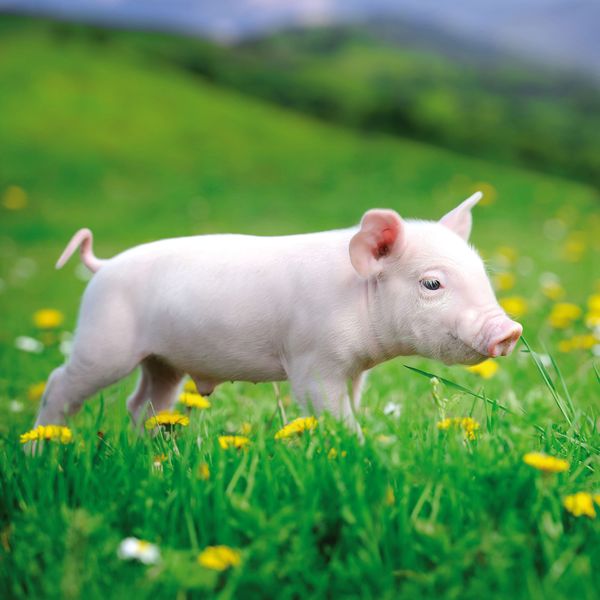 Produktbild: Piggies/Schweinchen 2024