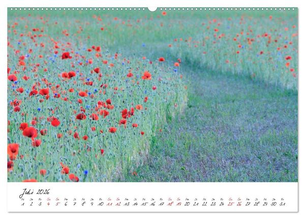 Produktbild: Mohnwiesen (Wandkalender 2026 DIN A2 quer), CALVENDO Monatskalender