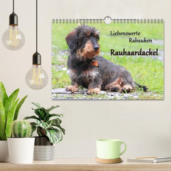 Produktbild: Liebenswerte Rabauken Rauhaardackel / CH-Version (Wandkalender 2026 DIN A4 quer), CALVENDO Monatskalender