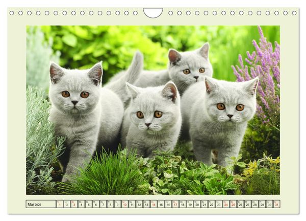 Produktbild: British Shorthair. Sanfte W&uuml;rde und Katzengl&uuml;ck im Gr&uuml;nen (Wandkalender 2026 DIN A4 quer), CALVENDO Monatskalender
