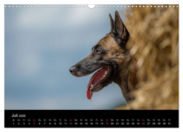 Produktbild: Belgischer Sch&auml;ferhund - Der Malinois in Action (Wandkalender 2026 DIN A3 quer), CALVENDO Monatskalender