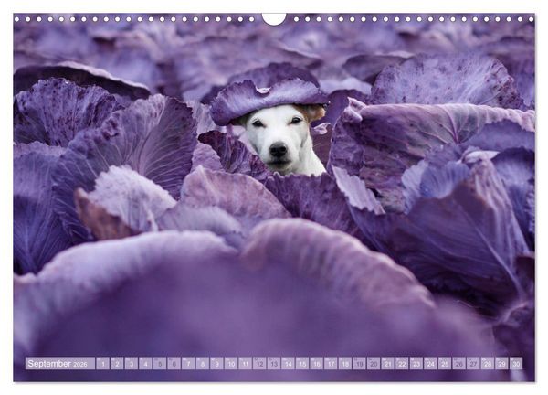 Produktbild: Die Parson-Russell-Terrier ...mit neuen Abenteuern aus der Hundeknipserei (Wandkalender 2026 DIN A3 quer), CALVENDO Monatskalender