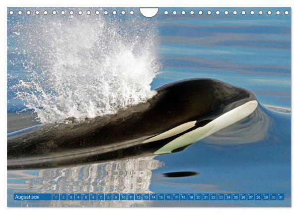 Produktbild: Orcas: Schwarz-wei&szlig;e Giganten (Wandkalender 2026 DIN A4 quer), CALVENDO Monatskalender