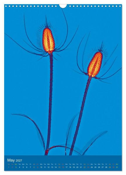 Produktbild: Blossoms between light and colour (Wall Calendar 2027 DIN A3 portrait), CALVENDO 12 Month Wall Calendar