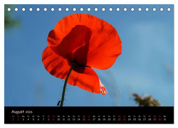 Produktbild: Just Mohn (Tischkalender 2026 DIN A5 quer), CALVENDO Monatskalender