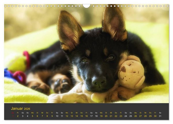 Produktbild: Deutscher Sch&auml;ferhund-Welpe - aus der Ostdeutschen Arbeitslinie (Wandkalender 2026 DIN A3 quer), CALVENDO Monatskalender