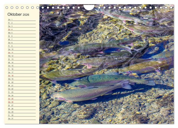 Produktbild: Wir sind die Stars am Wasser (Wandkalender 2026 DIN A4 quer), CALVENDO Monatskalender