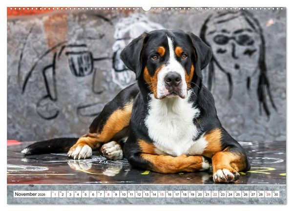 Produktbild: Gro&szlig;er Schweizer Sennenhund (Wandkalender 2026 DIN A2 quer), CALVENDO Monatskalender