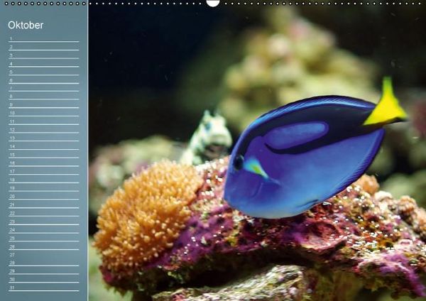 Produktbild: Bunte Riffbewohner - Fische, Anemonen und noch viel mehr (Wandkalender immerw&auml;hrend DIN A2 quer)