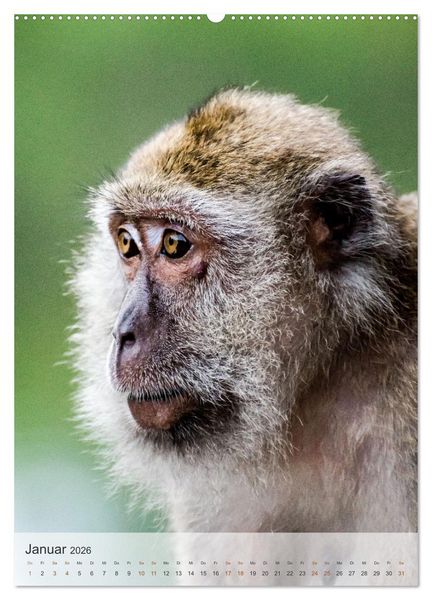 Produktbild: BORNEO Bedrohtes Paradies (Wandkalender 2026 DIN A2 hoch), CALVENDO Monatskalender