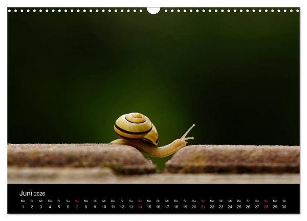 Produktbild: Kleine B&auml;nderschnecke ganz gro&szlig; - Gem&uuml;tlich durch das neue Jahr (Wandkalender 2026 DIN A3 quer), CALVENDO Monatskalender