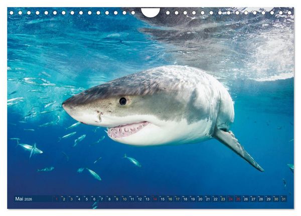 Produktbild: Hai: Raubtier der Meere (Wandkalender 2026 DIN A4 quer), CALVENDO Monatskalender