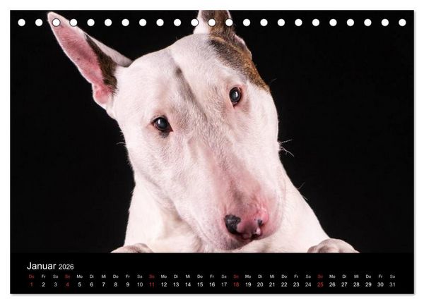 Produktbild: Bullterrier (Tischkalender 2026 DIN A5 quer), CALVENDO Monatskalender