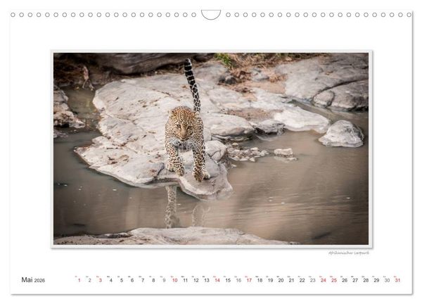 Produktbild: Emotionale Momente: Gro&szlig;e Raubkatzen der Welt. (Wandkalender 2026 DIN A3 quer), CALVENDO Monatskalender