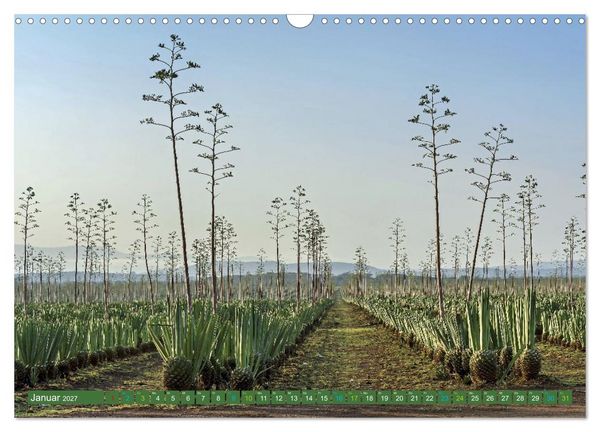 Produktbild: SISAL - von der Pflanze zum Produkt (Wandkalender 2027 DIN A3 quer), CALVENDO Monatskalender