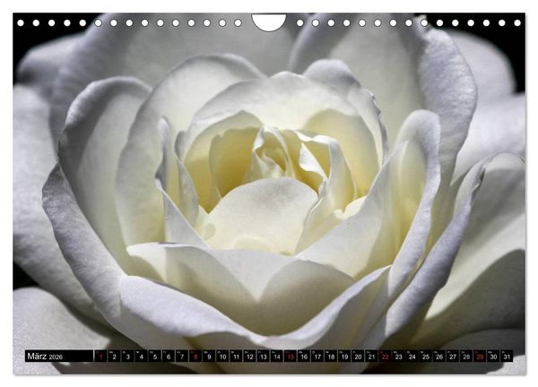 Produktbild: Rosen nat&uuml;rlich sch&ouml;n (Wandkalender 2026 DIN A4 quer), CALVENDO Monatskalender
