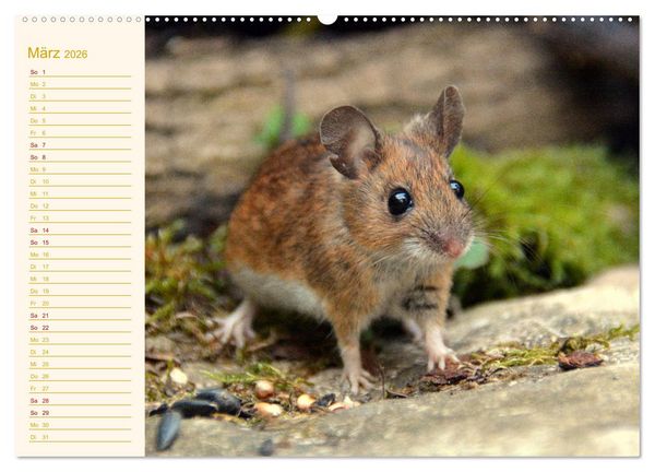 Produktbild: Gr&uuml;sse von der Maus! (Wandkalender 2026 DIN A2 quer), CALVENDO Monatskalender
