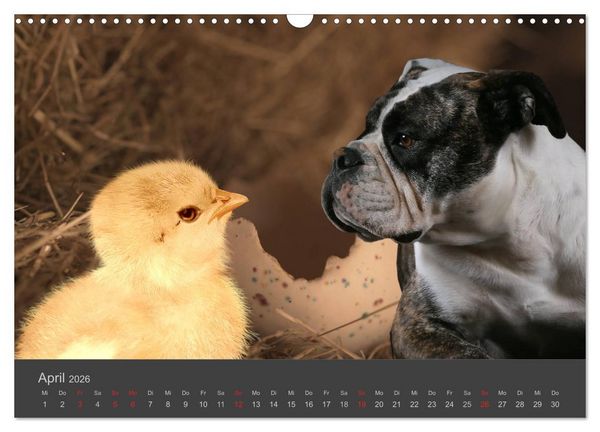 Produktbild: HUNDE LEBEN IST BUNT (Wandkalender 2026 DIN A3 quer), CALVENDO Monatskalender