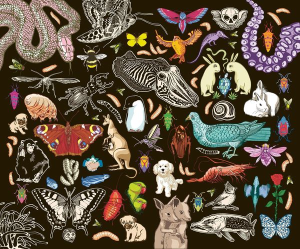 Produktbild: Kat Menschiks und des Diplom-Biologen Doctor Rerum Medicinalium Mark Beneckes Illustrirtes Thierleben