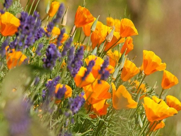 Produktbild: CALVENDO Puzzle Lavendel und Goldmohn | 1000 Teile Lege-Gr&ouml;&szlig;e 64x48cm Foto-Puzzle f&uuml;r gl&uuml;ckliche Stunden