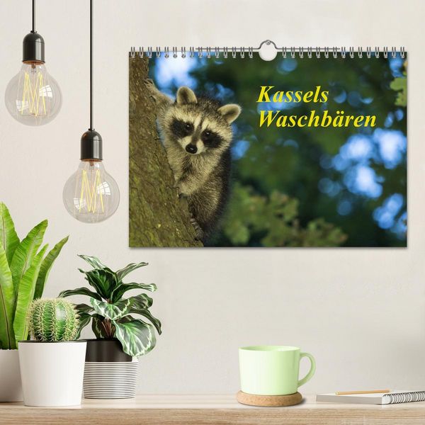 Produktbild: Kassels Waschb&auml;ren (Wandkalender 2026 DIN A4 quer), CALVENDO Monatskalender