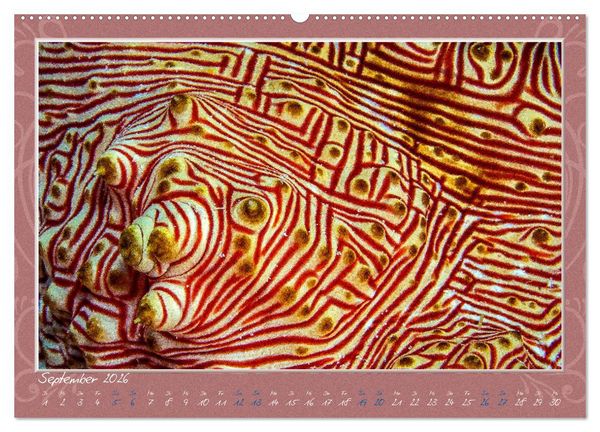 Produktbild: Unterwasser Kunstwerke (Wandkalender 2026 DIN A2 quer), CALVENDO Monatskalender