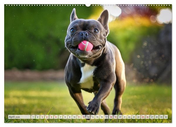 Produktbild: Bullys in Action - Franz&ouml;sische Bulldoggen lieben B&auml;lle (hochwertiger Premium Wandkalender 2026 DIN A2 quer), Kunstdruck in Hochglanz