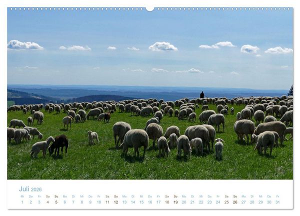 Produktbild: Mit Schafen durch das Jahr (Wandkalender 2026 DIN A2 quer), CALVENDO Monatskalender