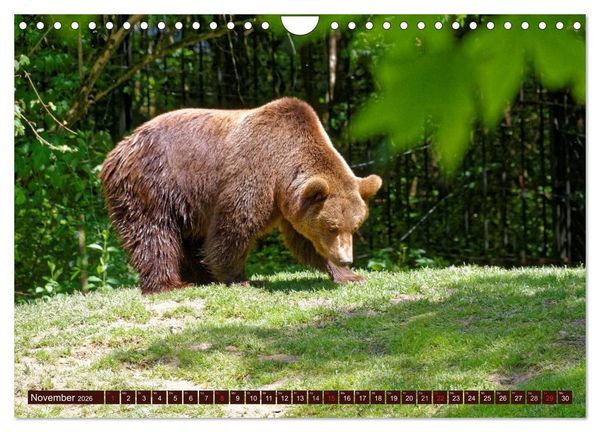 Produktbild: B&auml;ren. Unterwegs mit Meister Petz (Wandkalender 2026 DIN A4 quer), CALVENDO Monatskalender